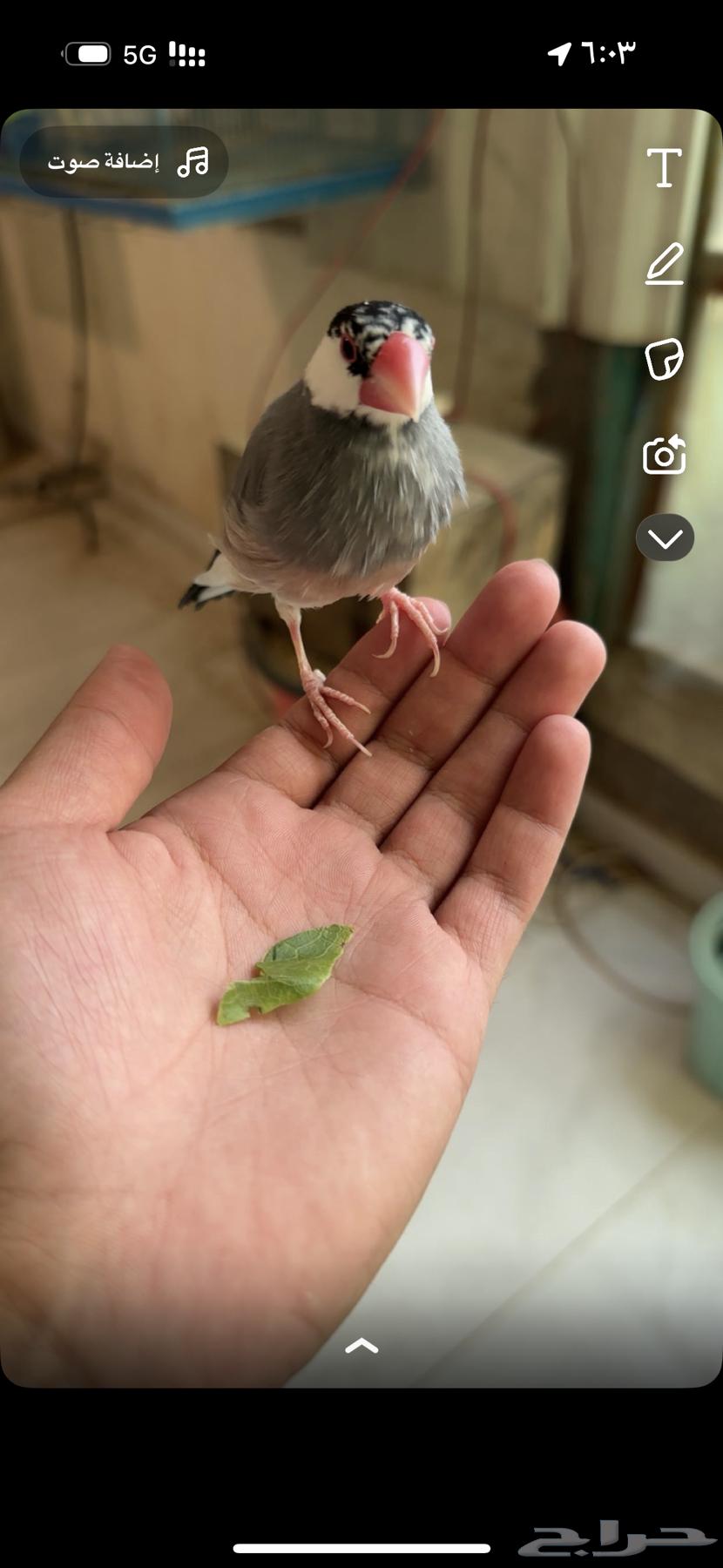 جاوا اليف وهدد63667694502274110