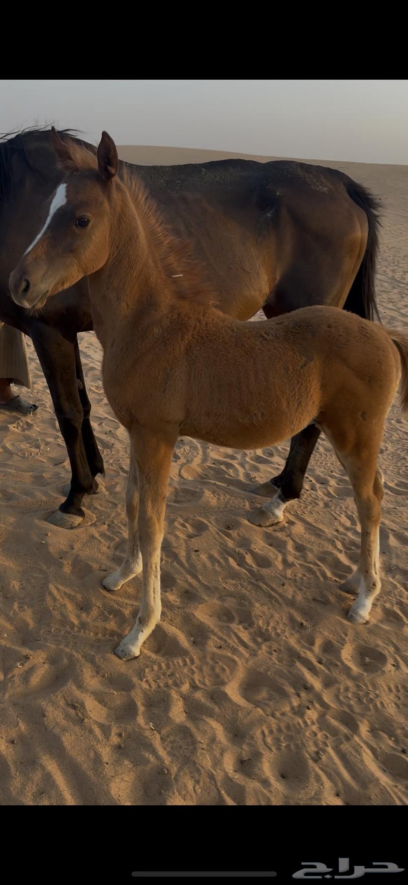 البيع حصان عمره 3 شهور63667683775747112