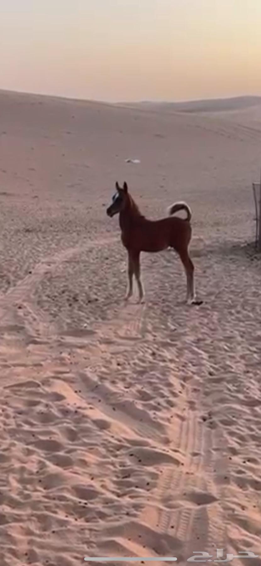 البيع حصان عمره 3 شهور63667683775747110