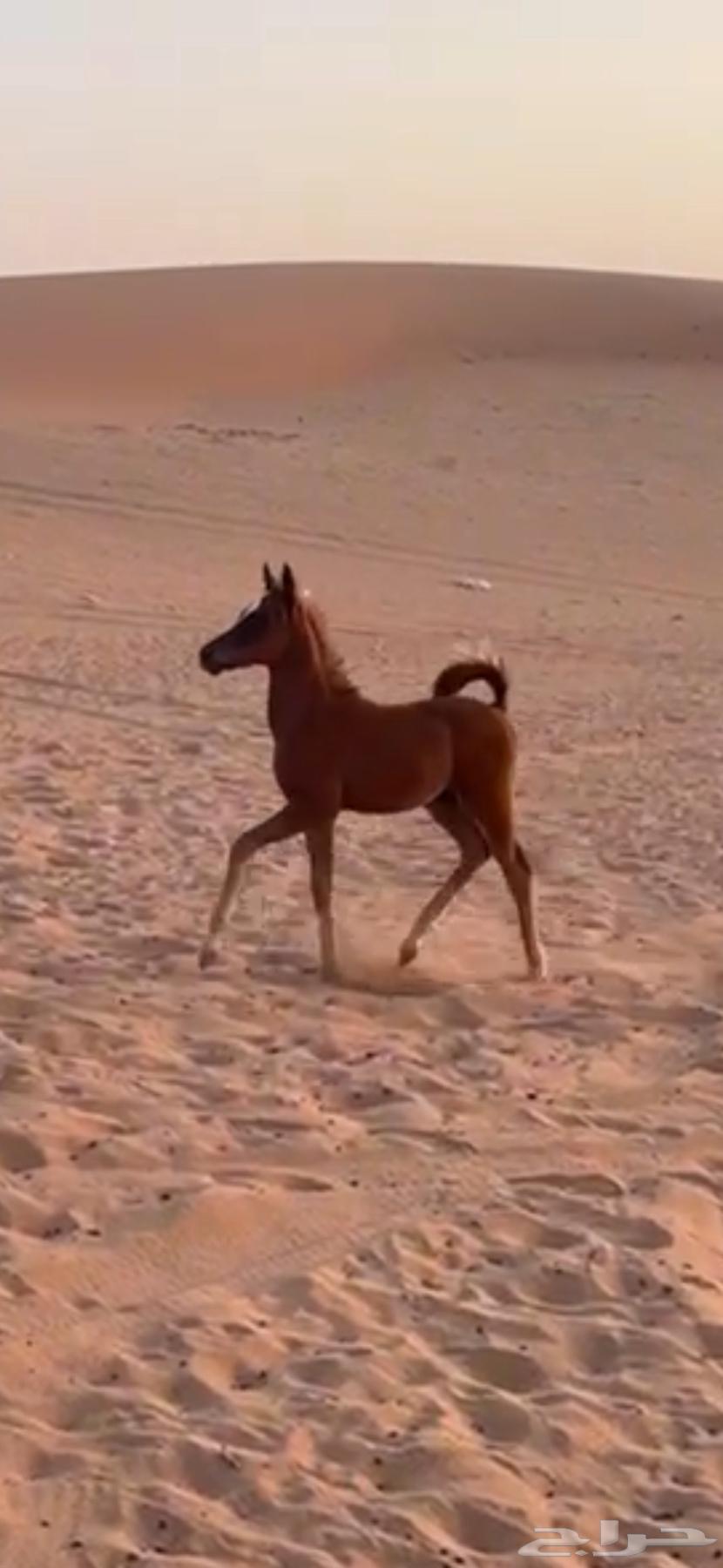 البيع حصان عمره 3 شهور63667683775747111