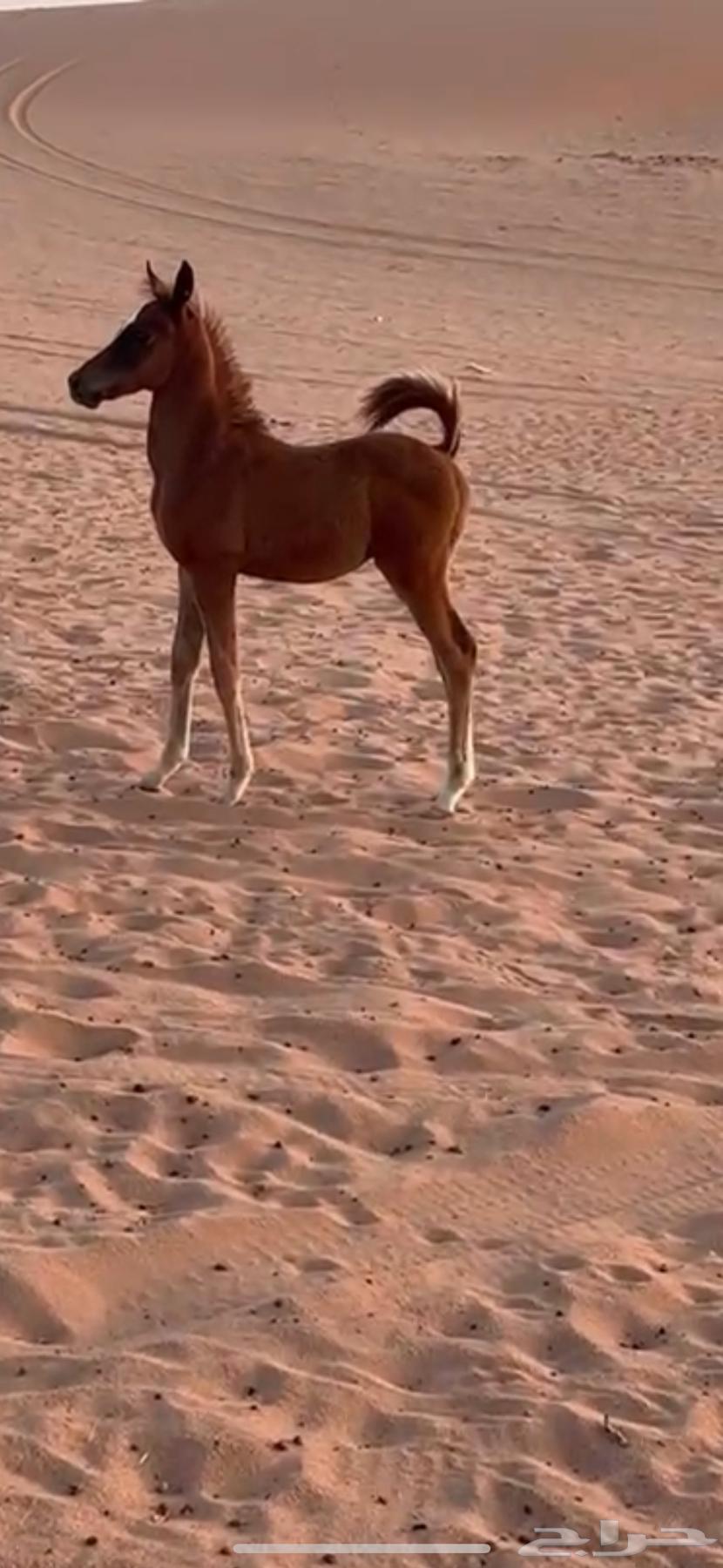 البيع حصان عمره 3 شهور63667683775747113