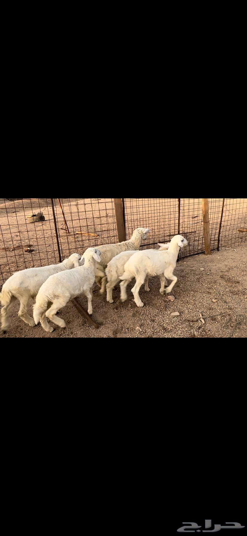 طليان للبيع63667695396481111