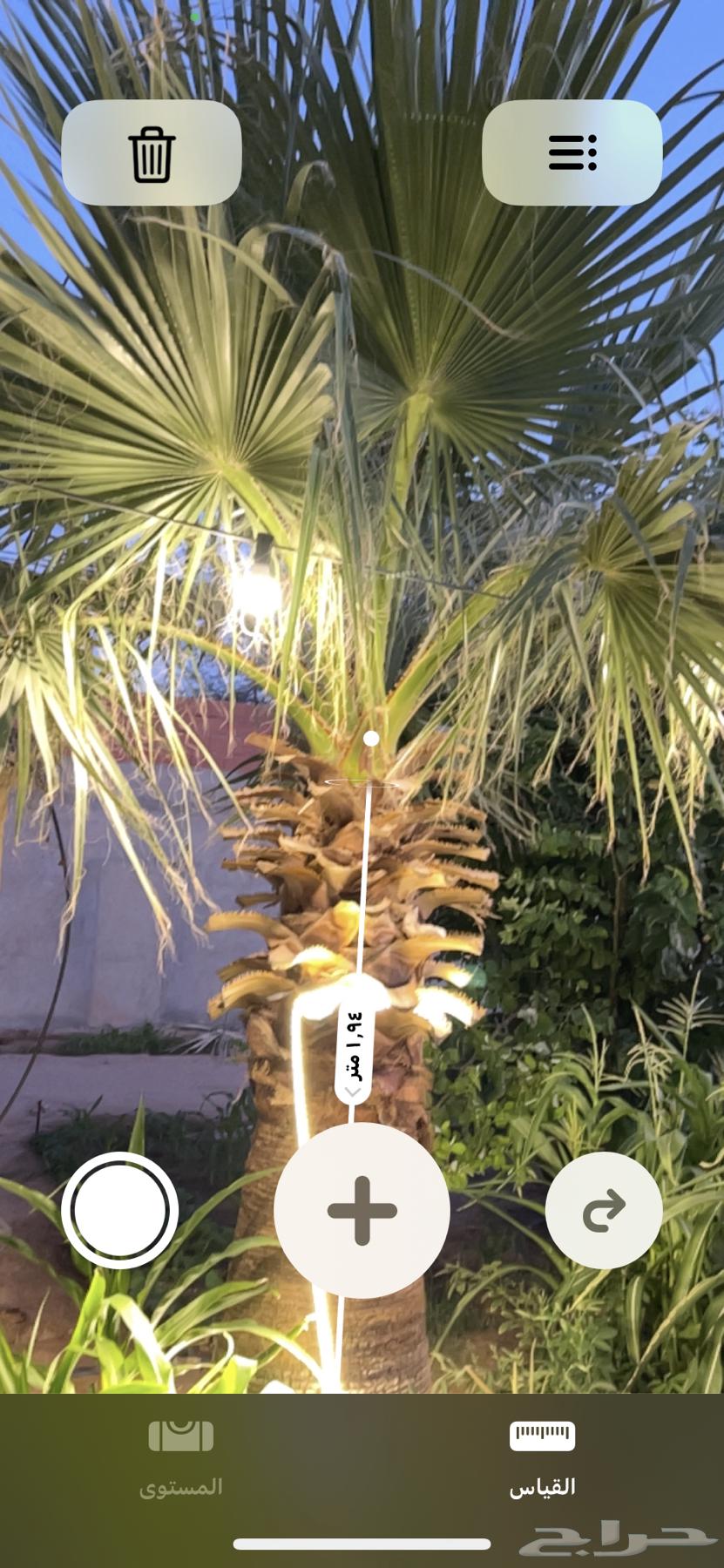 نخل واشنطوني امريكي63667794038401114