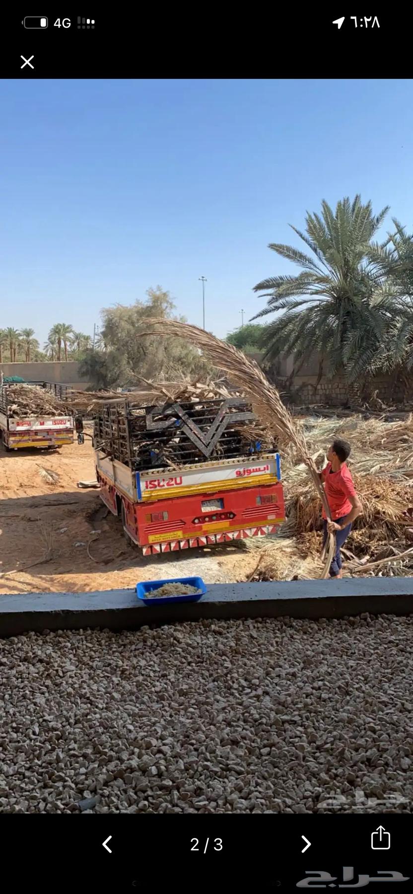 Palm fronds (date palm leaves) large quantities quality and price63667694782849110