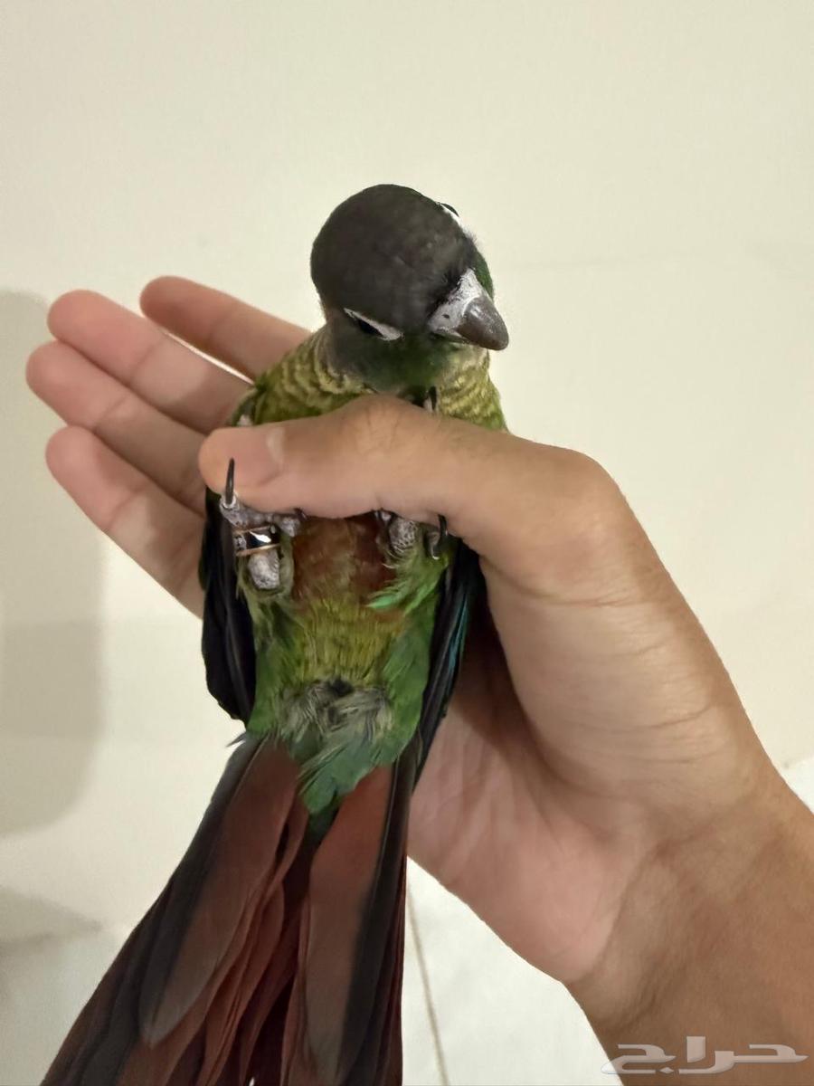 Farah Khan Junior Green Cheek63667544868609111