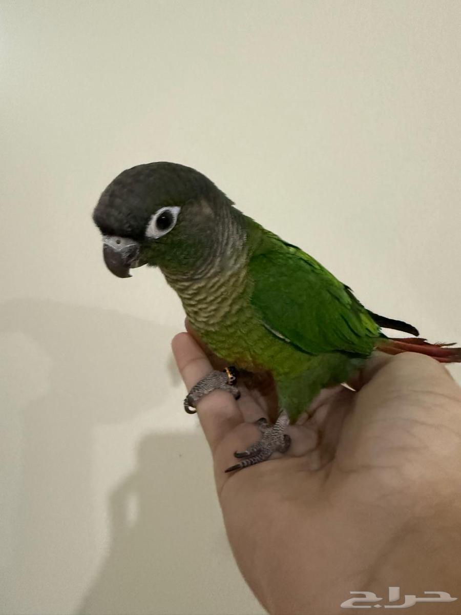 Farah Khan Junior Green Cheek63667544868609110
