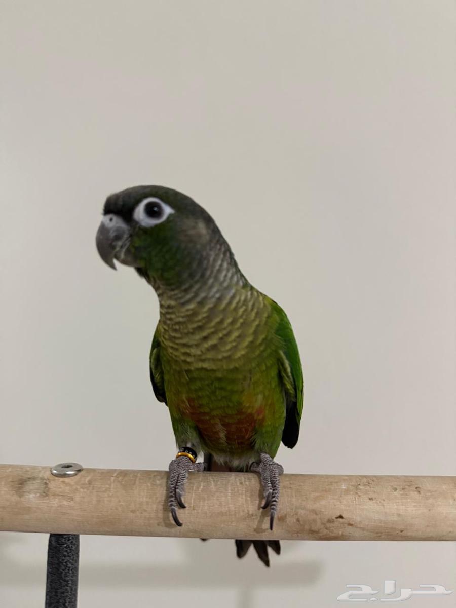 Farah Khan Junior Green Cheek63667544868609112