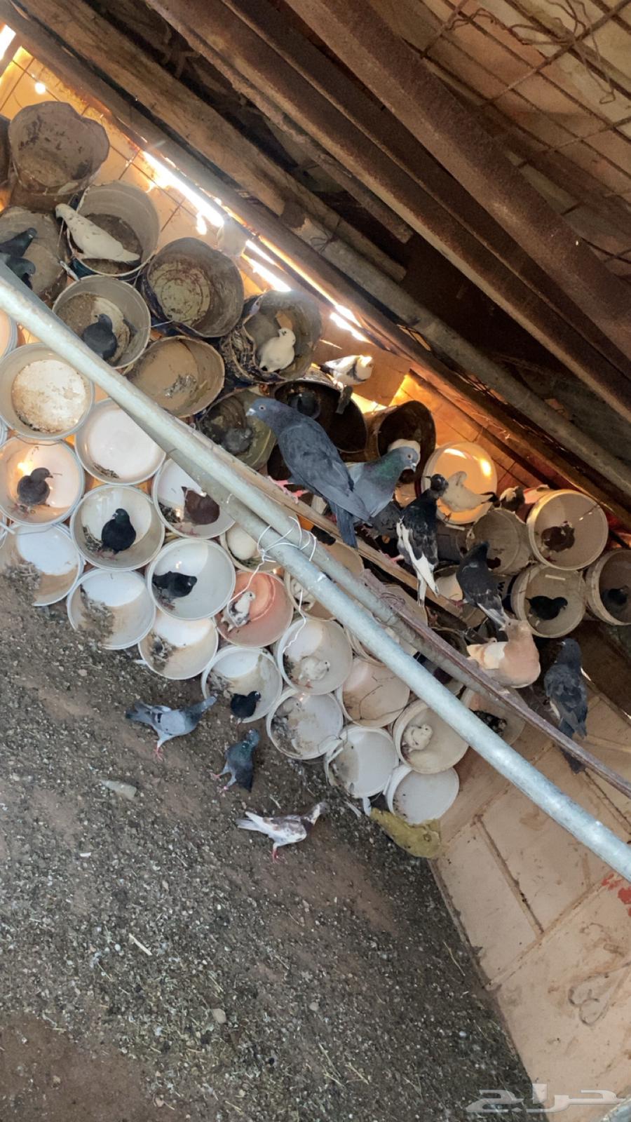 40 Pigeons for Sale63668533872131110