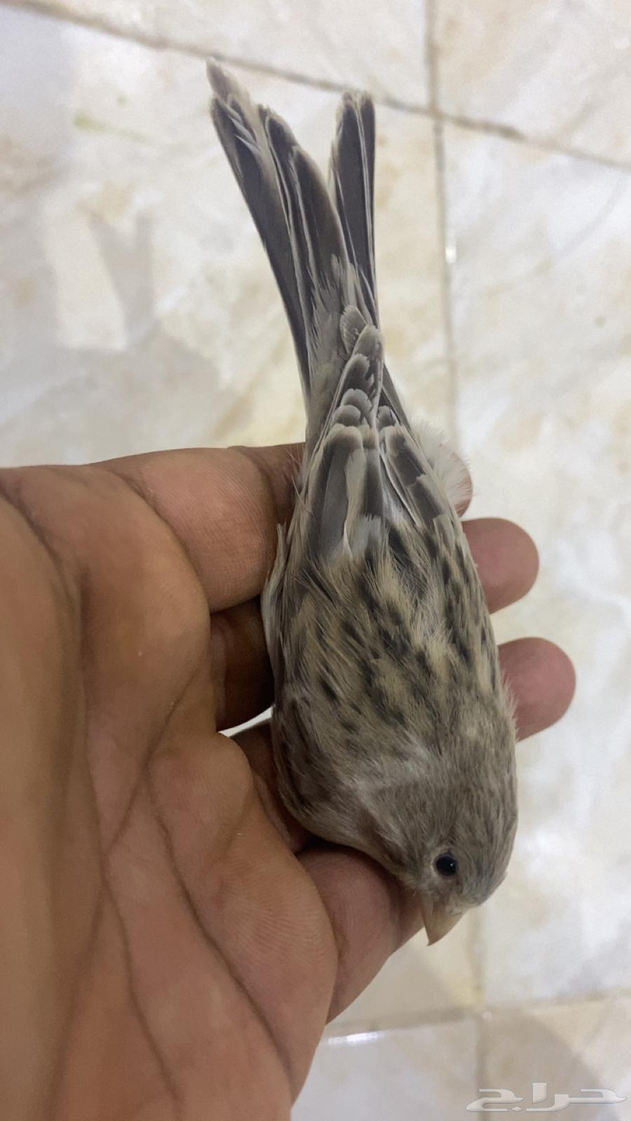للبيع دكر كناري فاتح تغريد63675158617217110