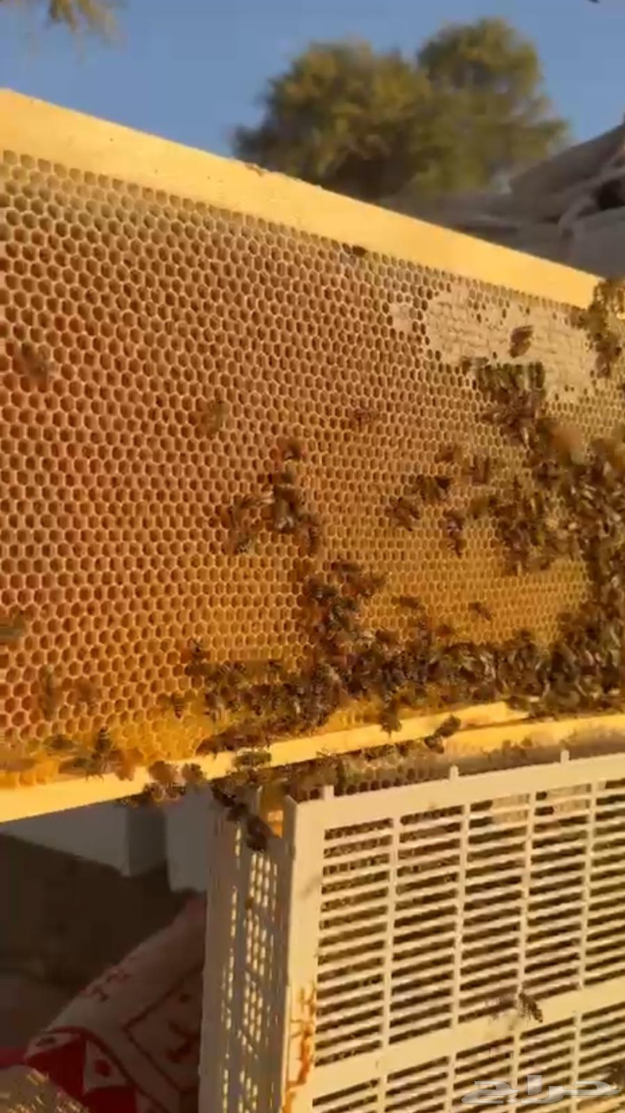 Hail Talh Honey, Guaranteed with God's Permission and We Are Known for It63670177545603112