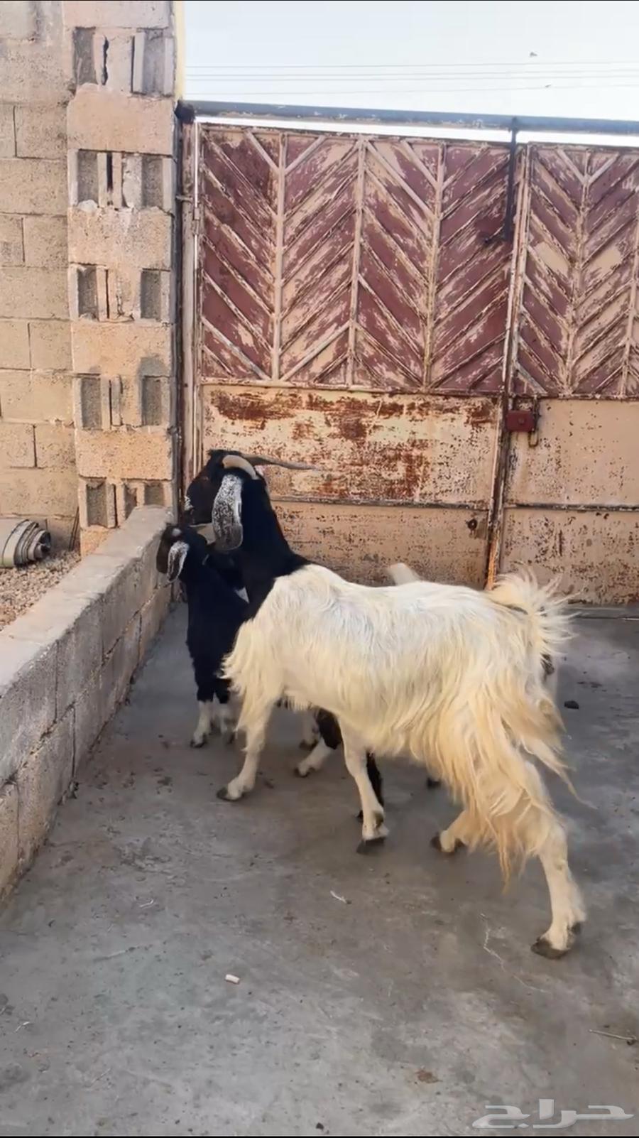 عنز مشروكة ببورقت ( تم البيع )63670000827779111