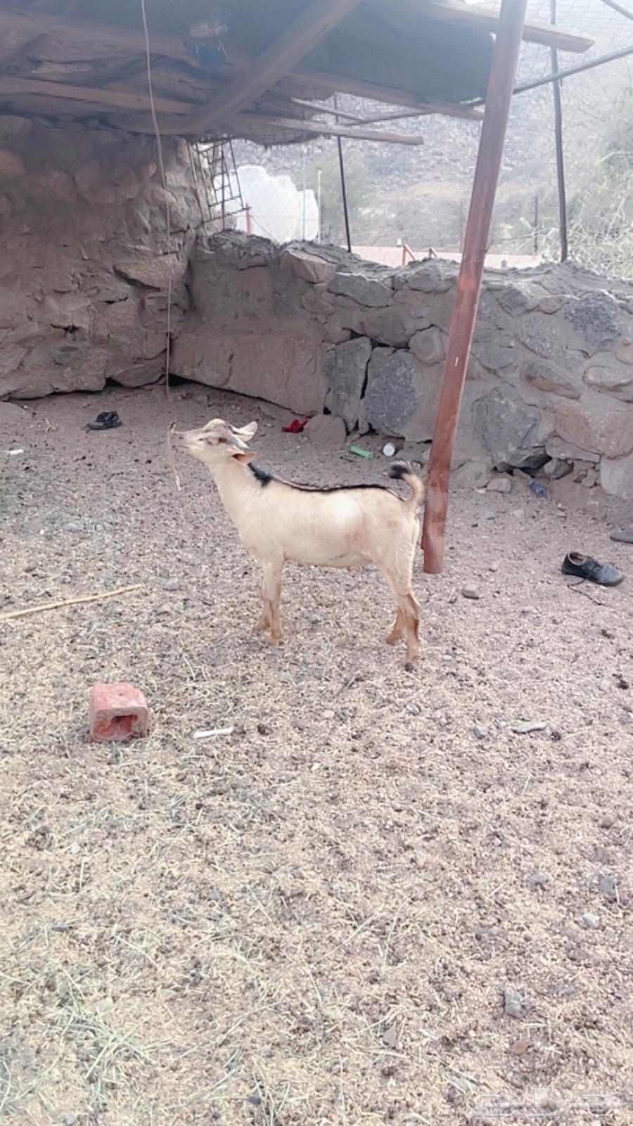 Two red goats for sale63671998998657113