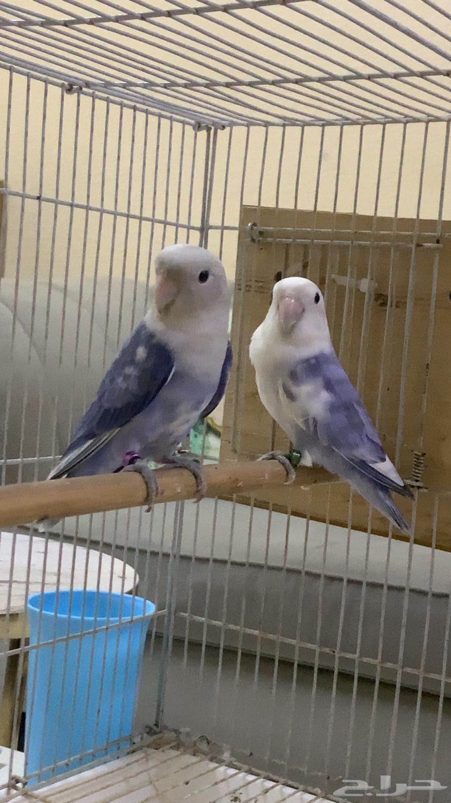Birds63669828638723110