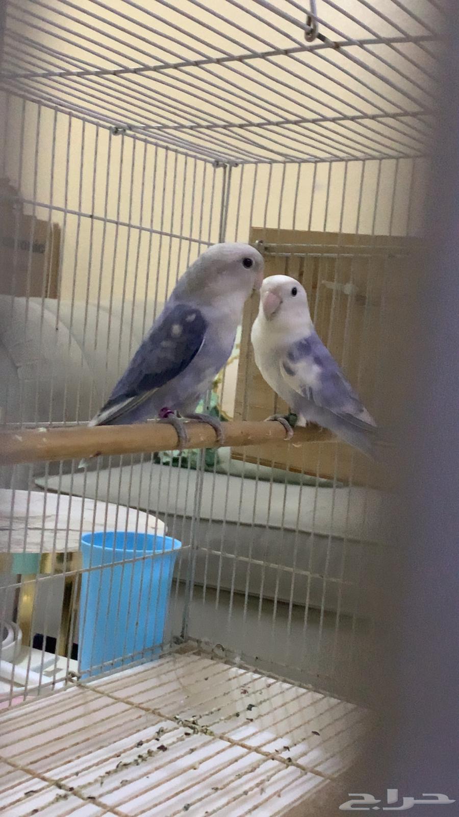 Birds63669828638723111