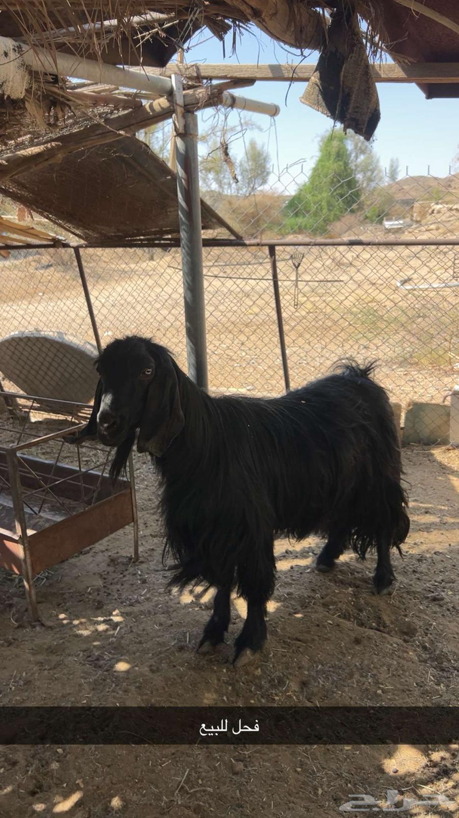 Guaranteed Male Goat63671829422338110