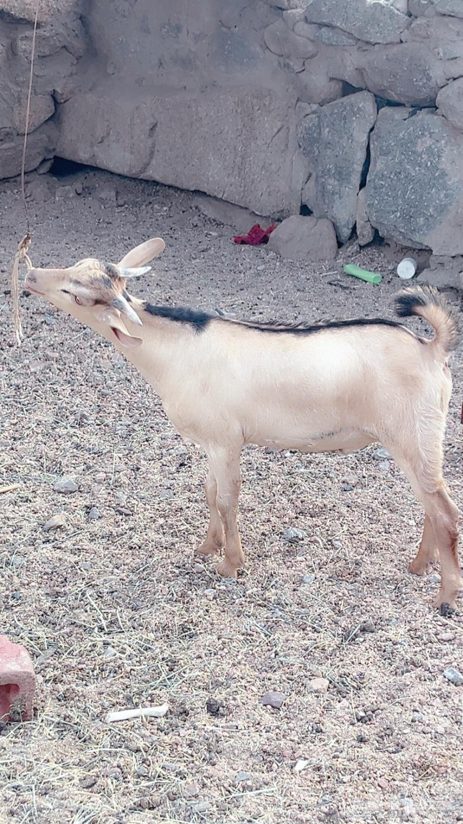 Two red goats for sale63671998998657114