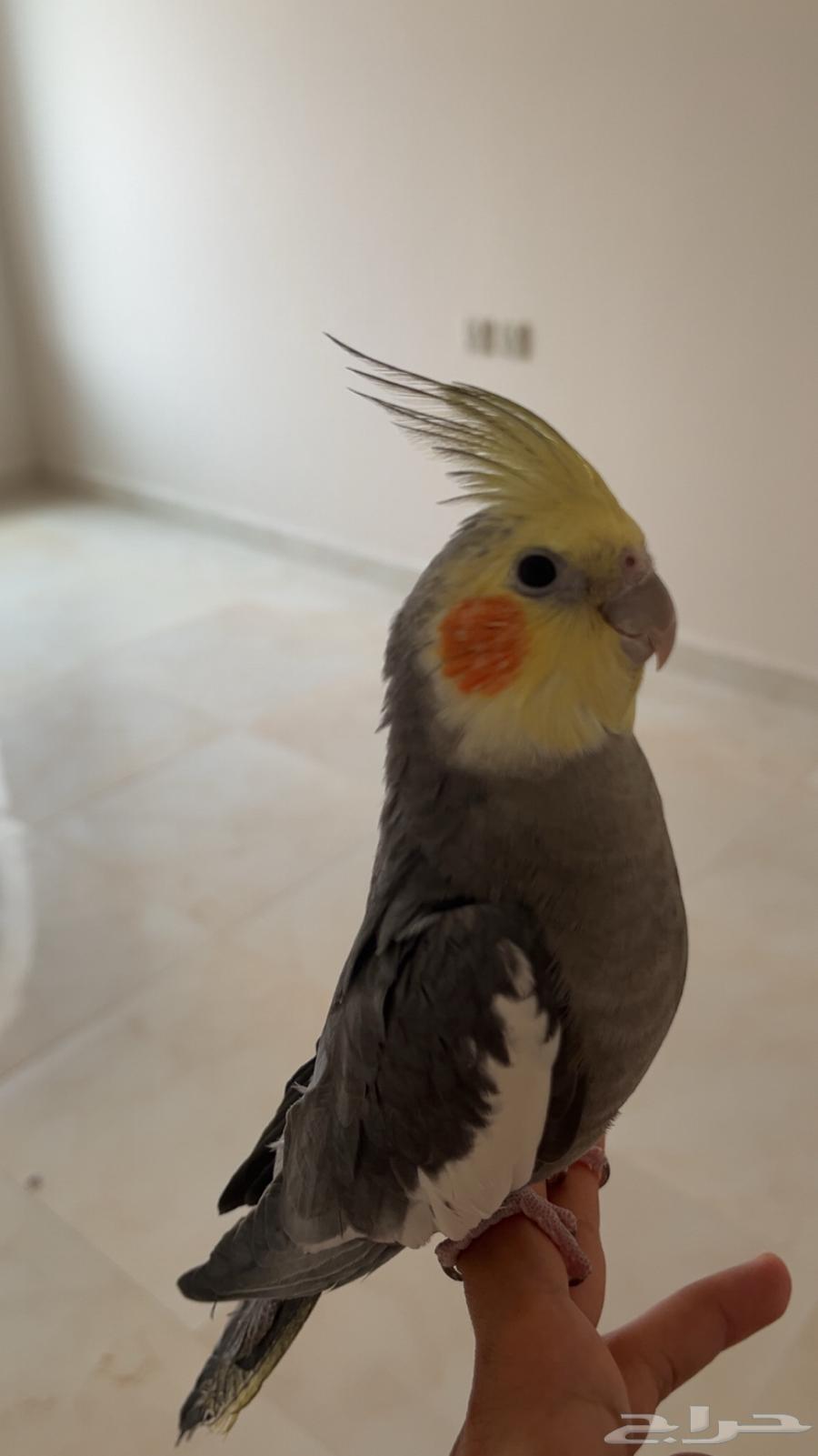 Crowan63669014798849110