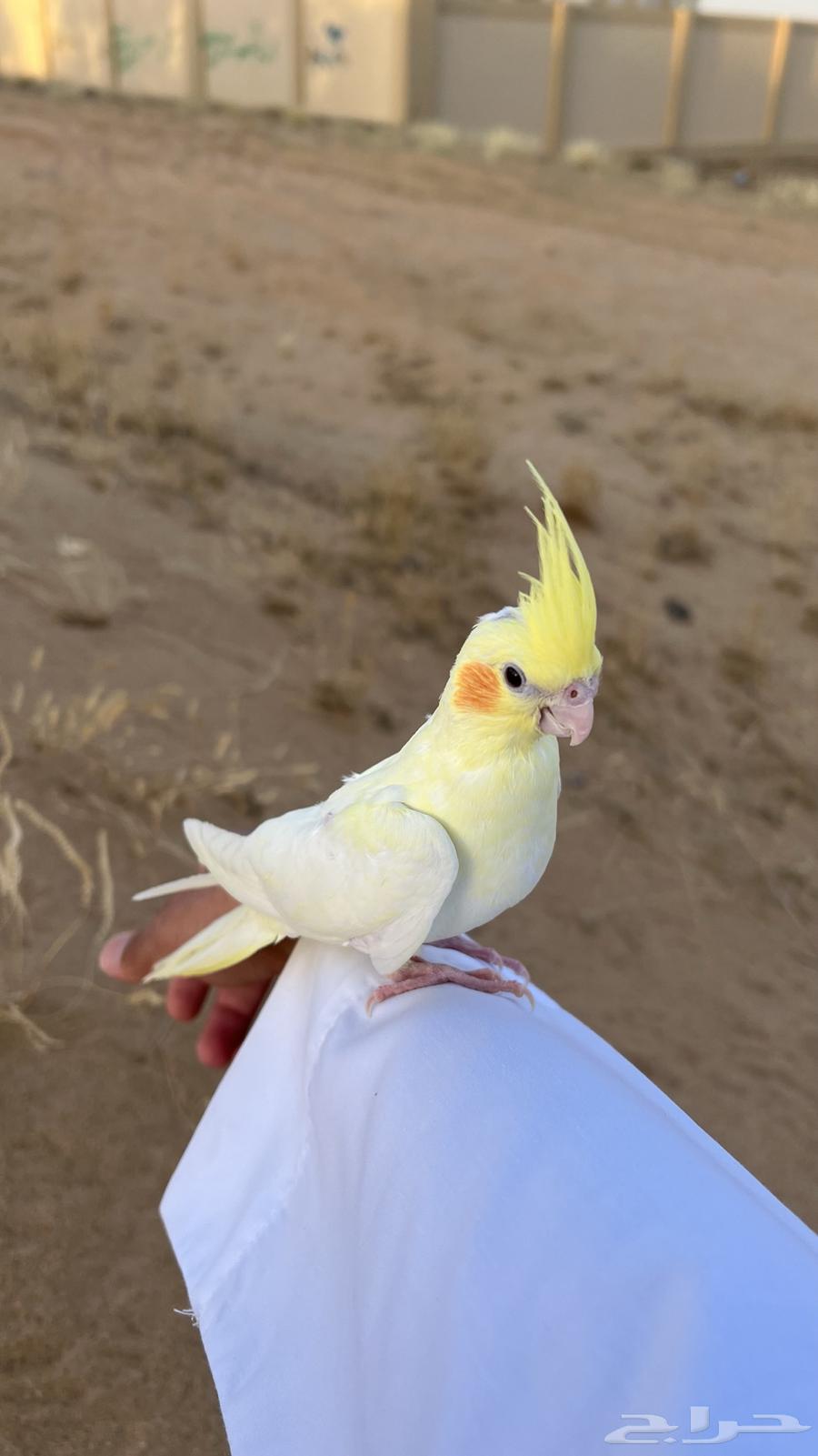 كروان هدد خارجي   تم البيعع63673279994499111