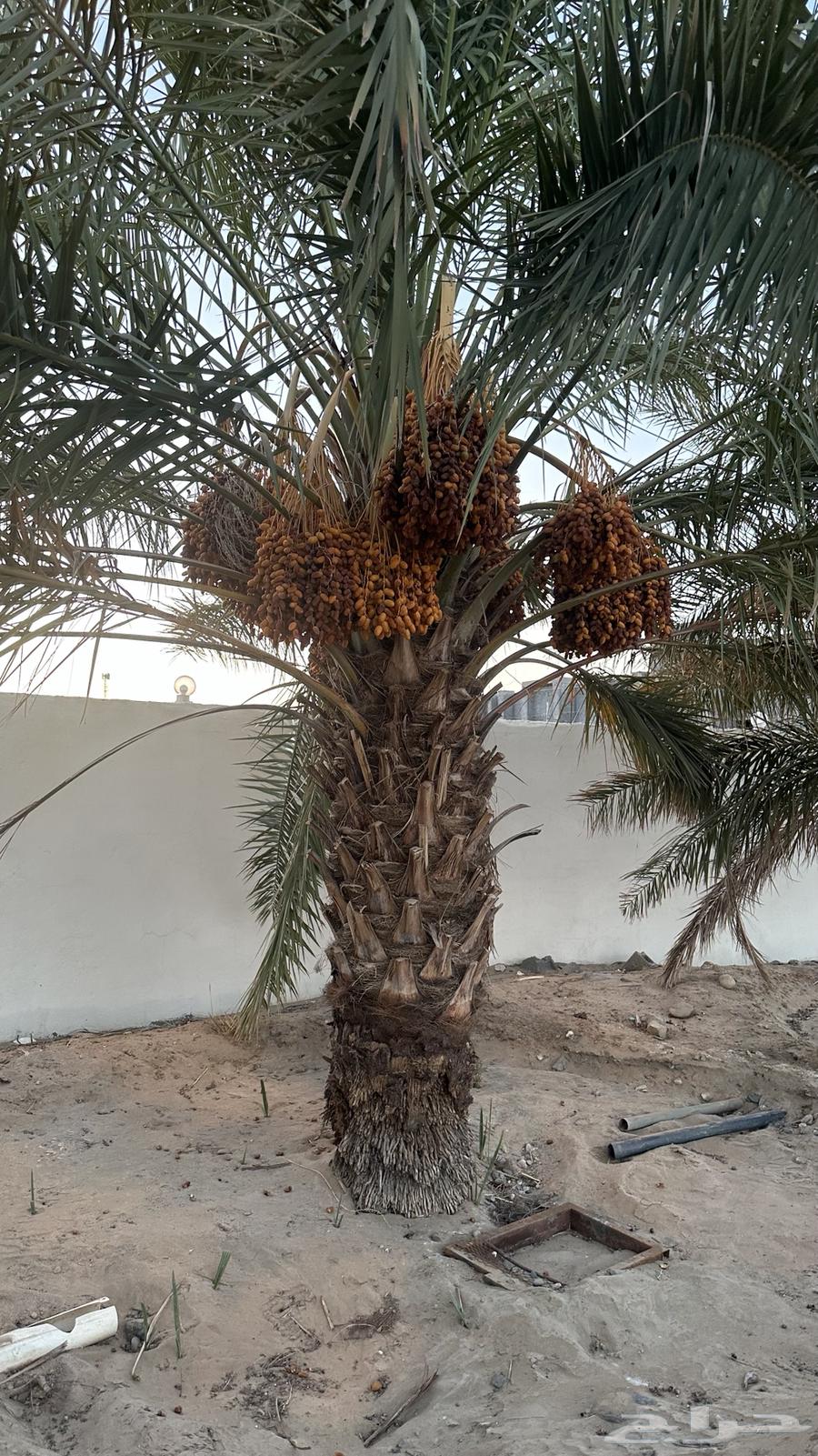 نخل للبيع صفري63672855303809114