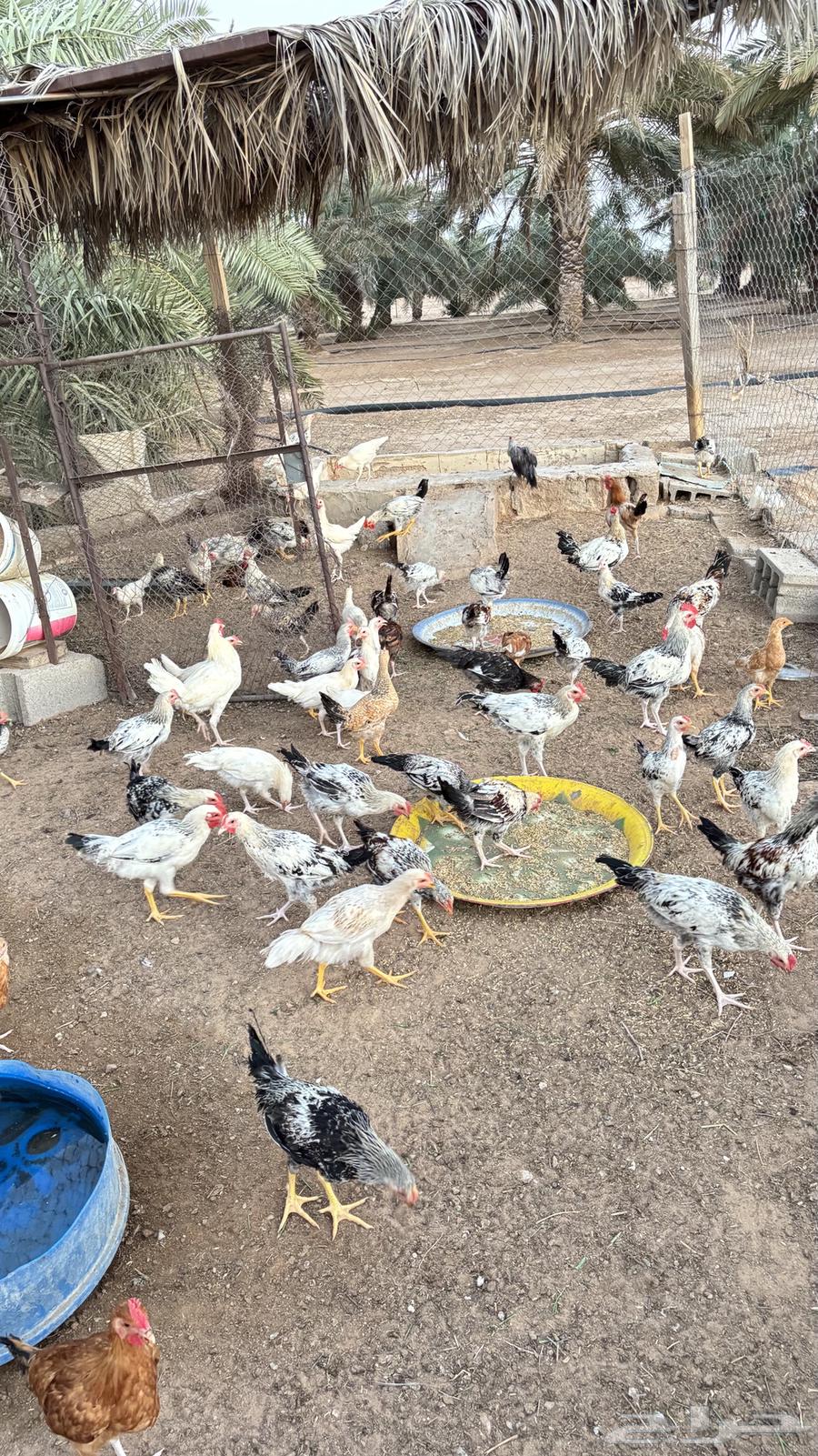 ديكه للبيع  مهجن  ثلاث شهور تقري تقريبا  عدده 8063674902322689111