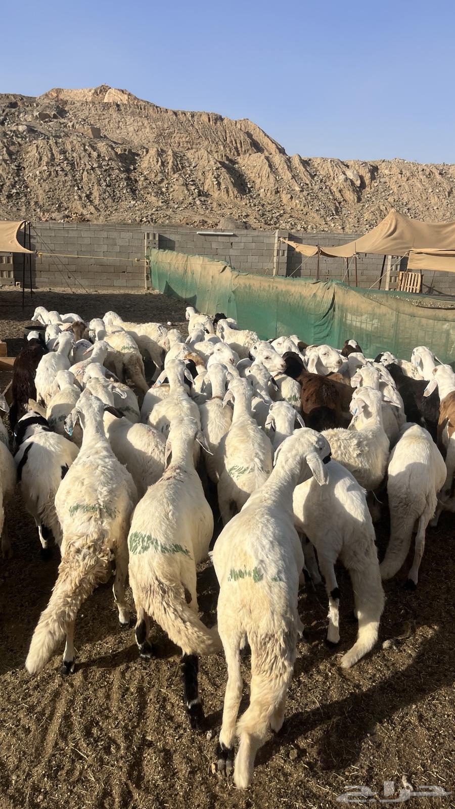 تم البيع63671829406081110