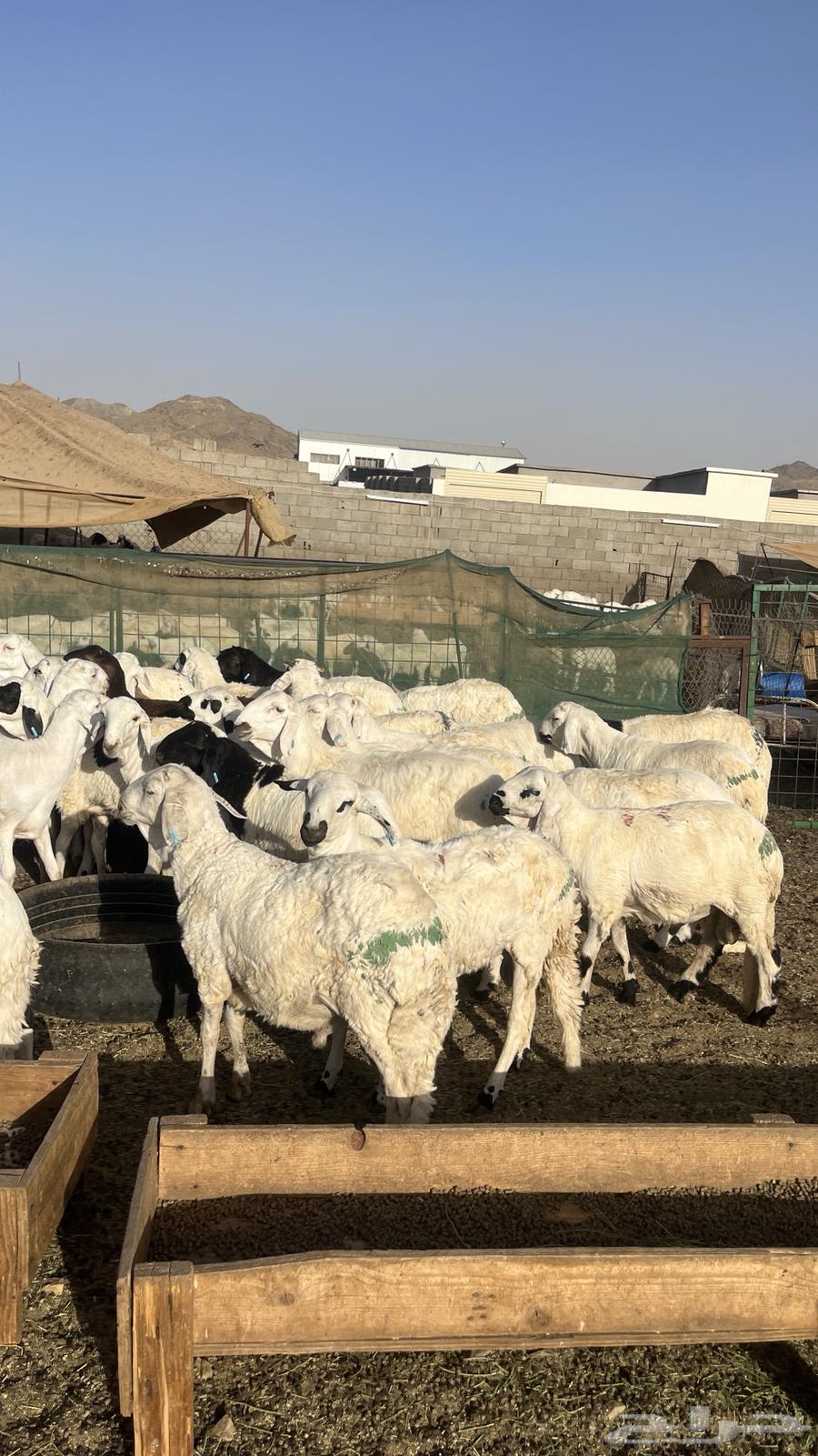تم البيع63671829406081111