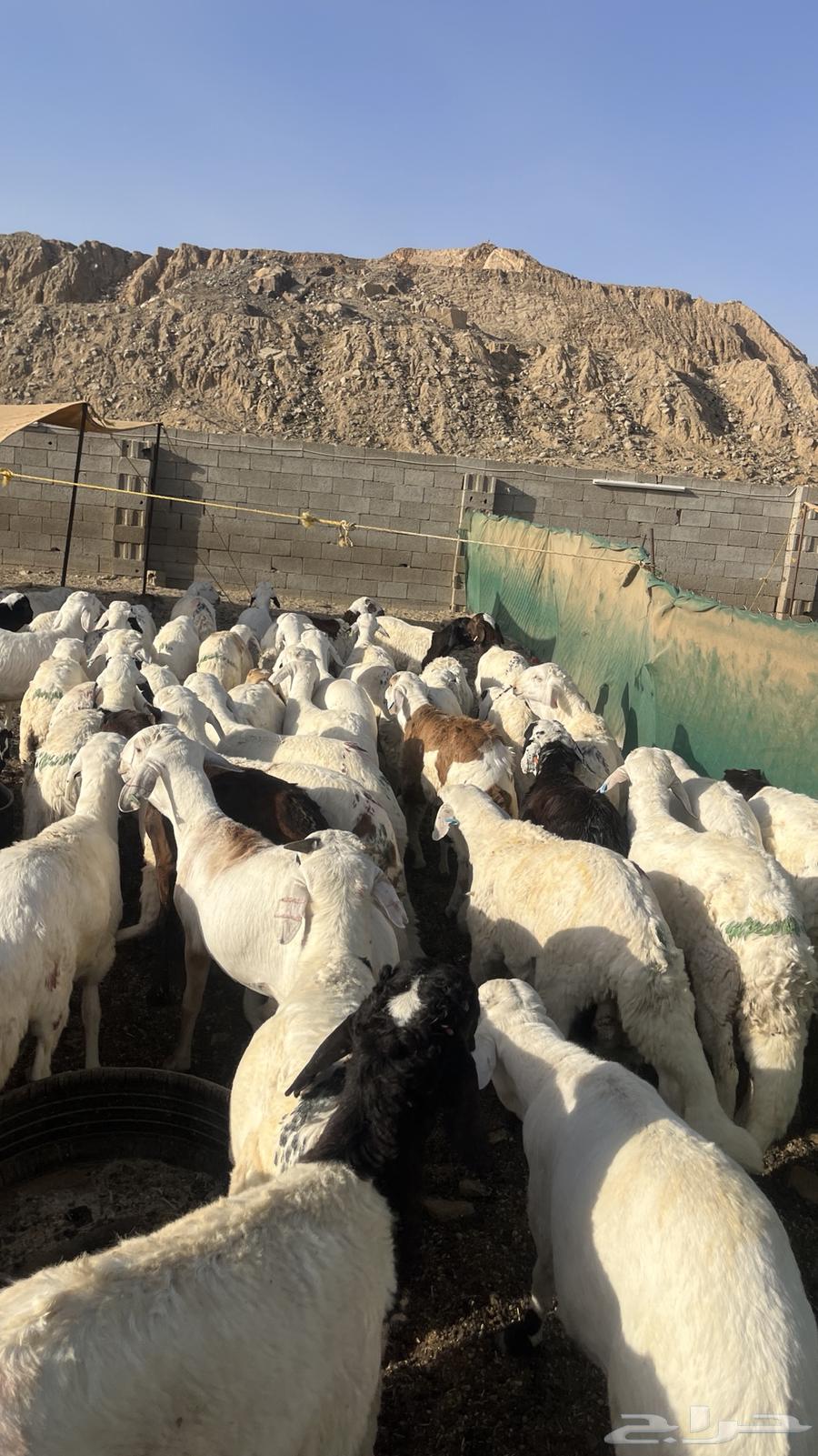 تم البيع63671829406081112