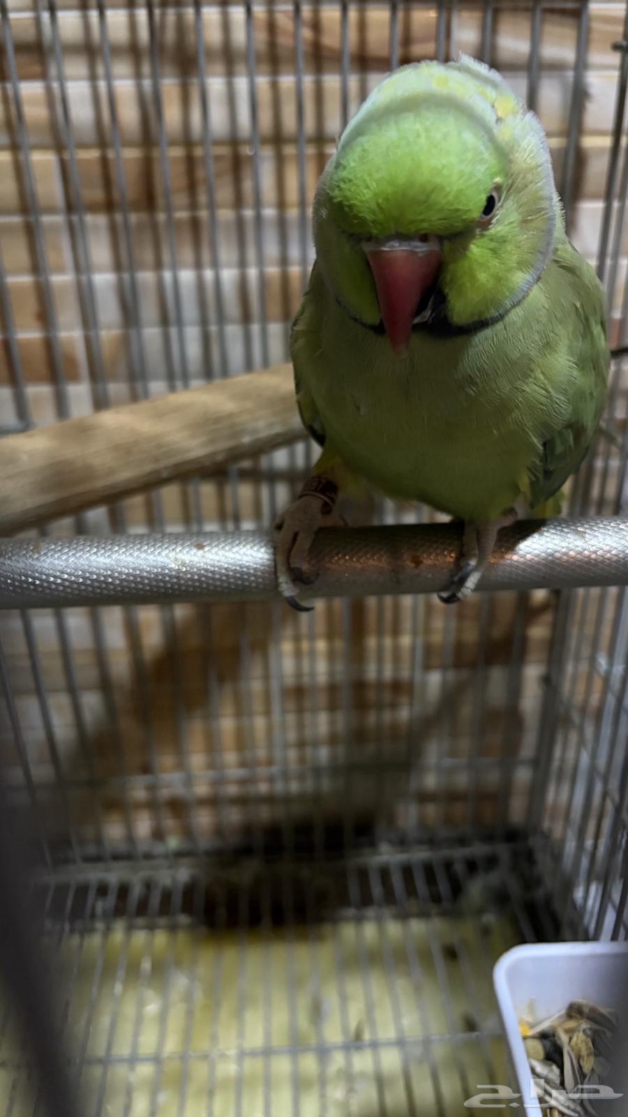 Parrot for sale63672343850115111