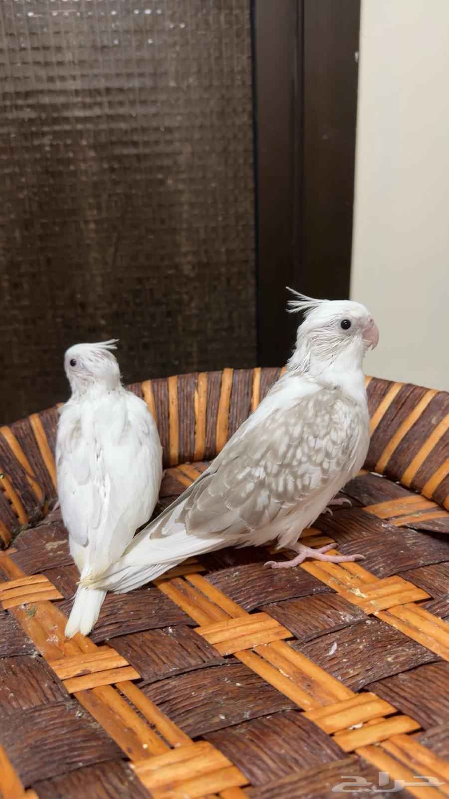 Crown Chickens63674370393859110