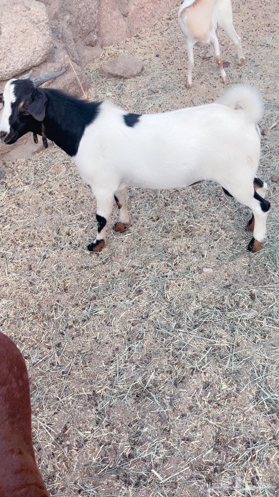 Two red goats for sale63671998998657112