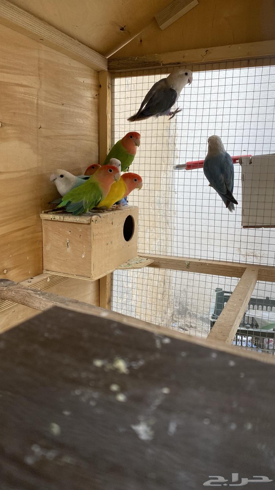 Production Day - With Large Cage63672086857730113