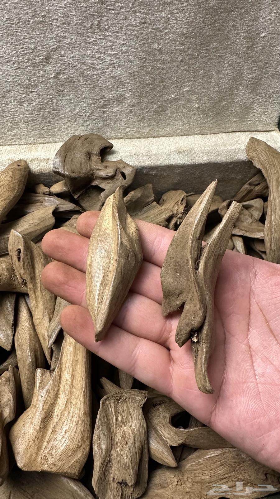 Oud Maroki Aseghoun Super63672453175809113