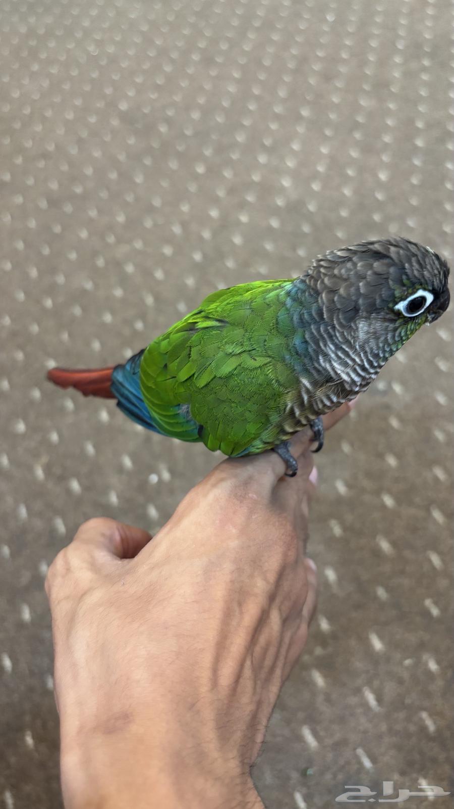 Kinjur for sale636190510735371129