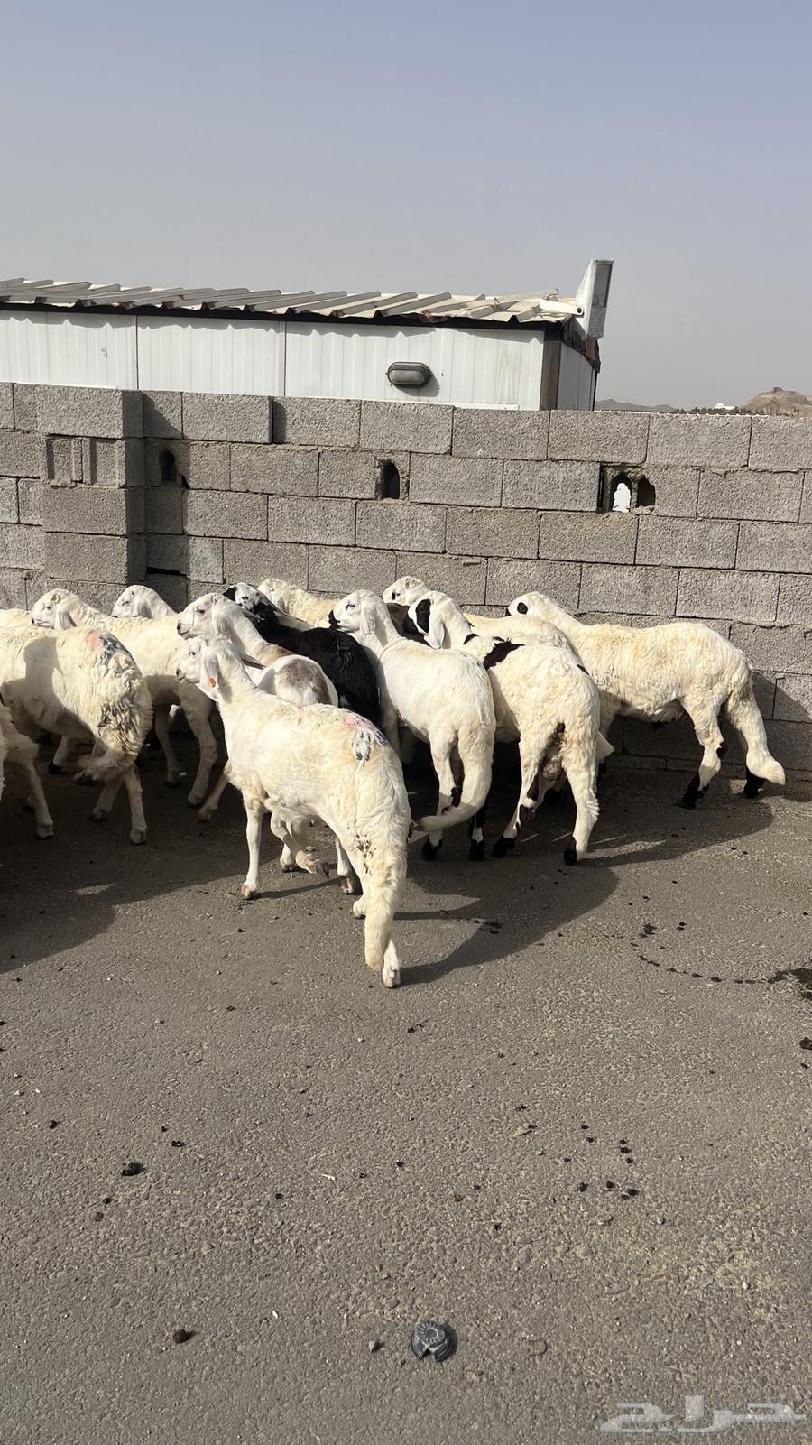 تم البيع63668450113922114