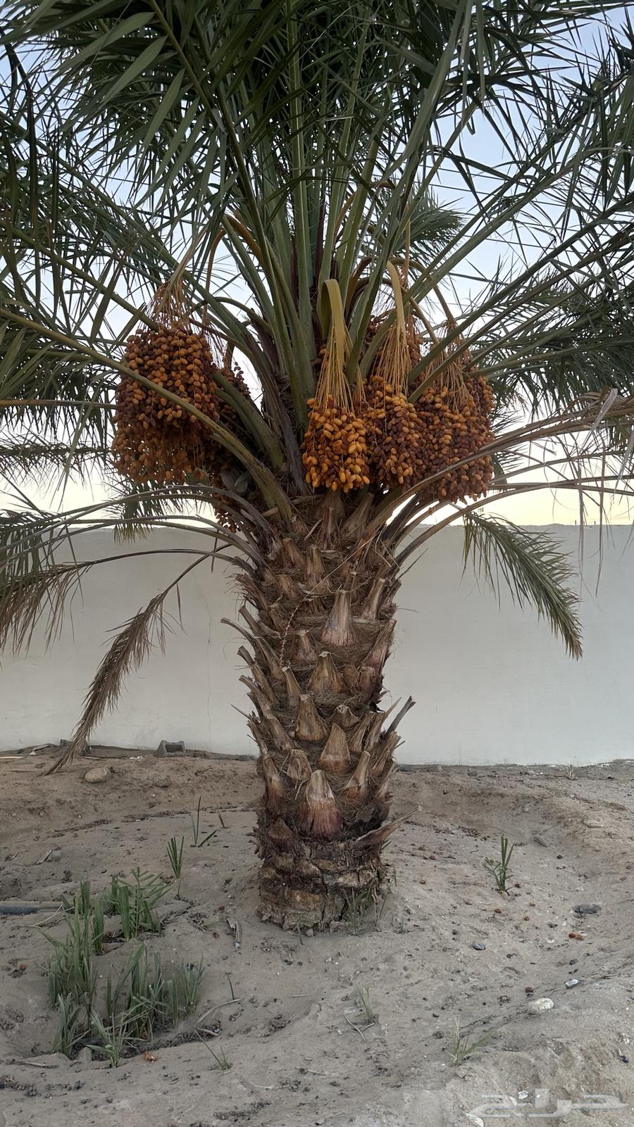 نخل للبيع صفري63672855303809113
