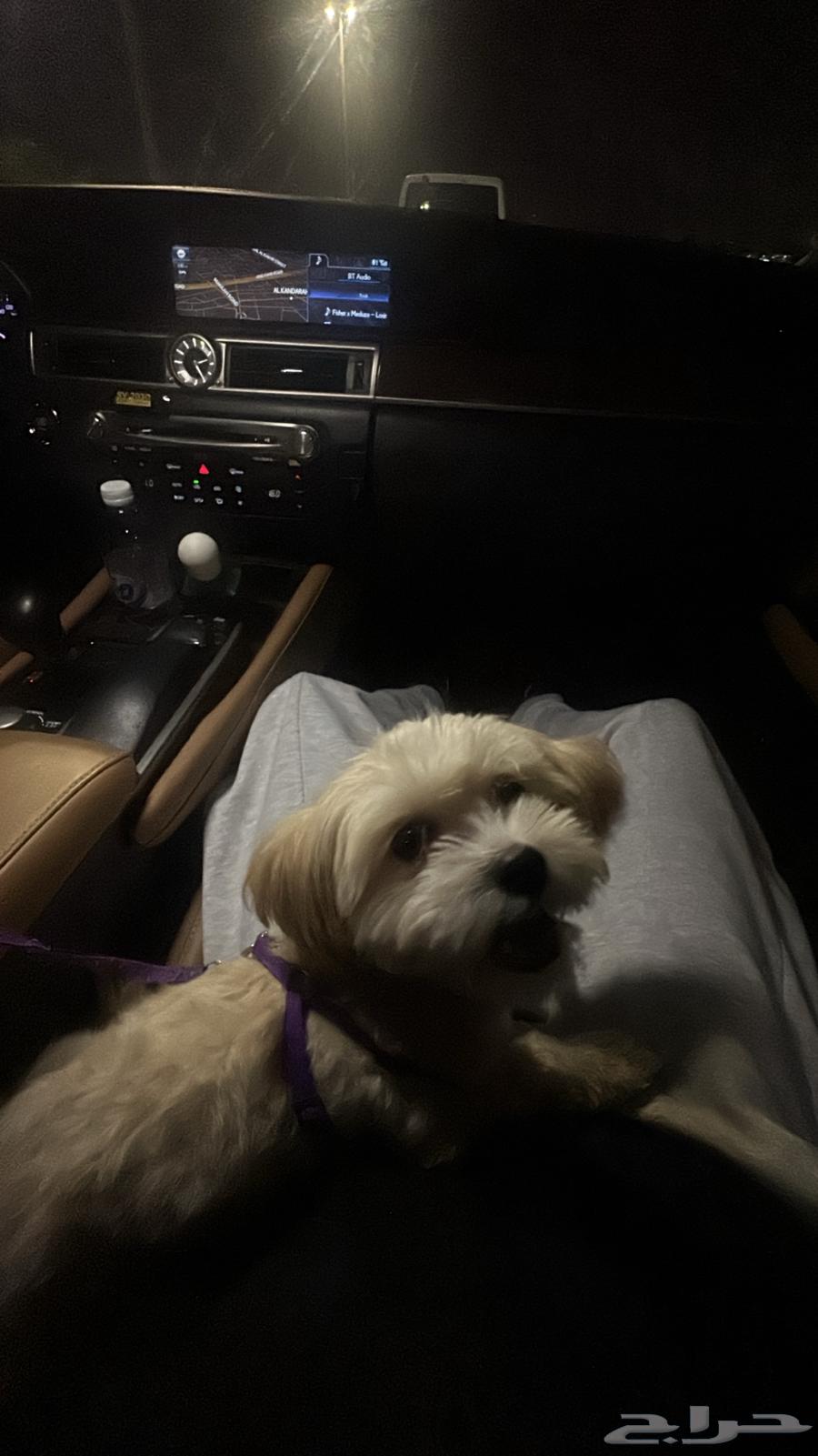 Maltese dog for sale63672169668738110