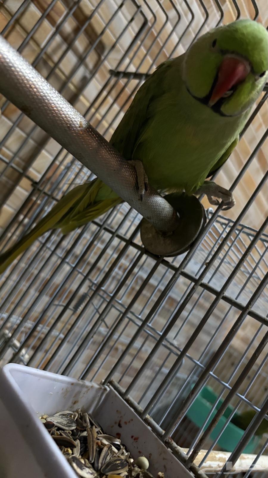 Parrot for sale63672343850115112