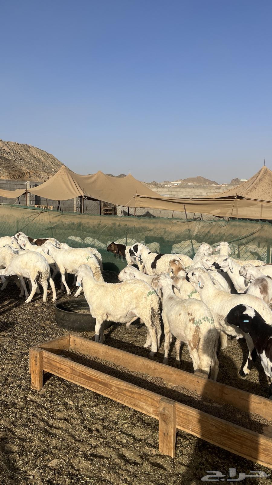تم البيع63671829406081114