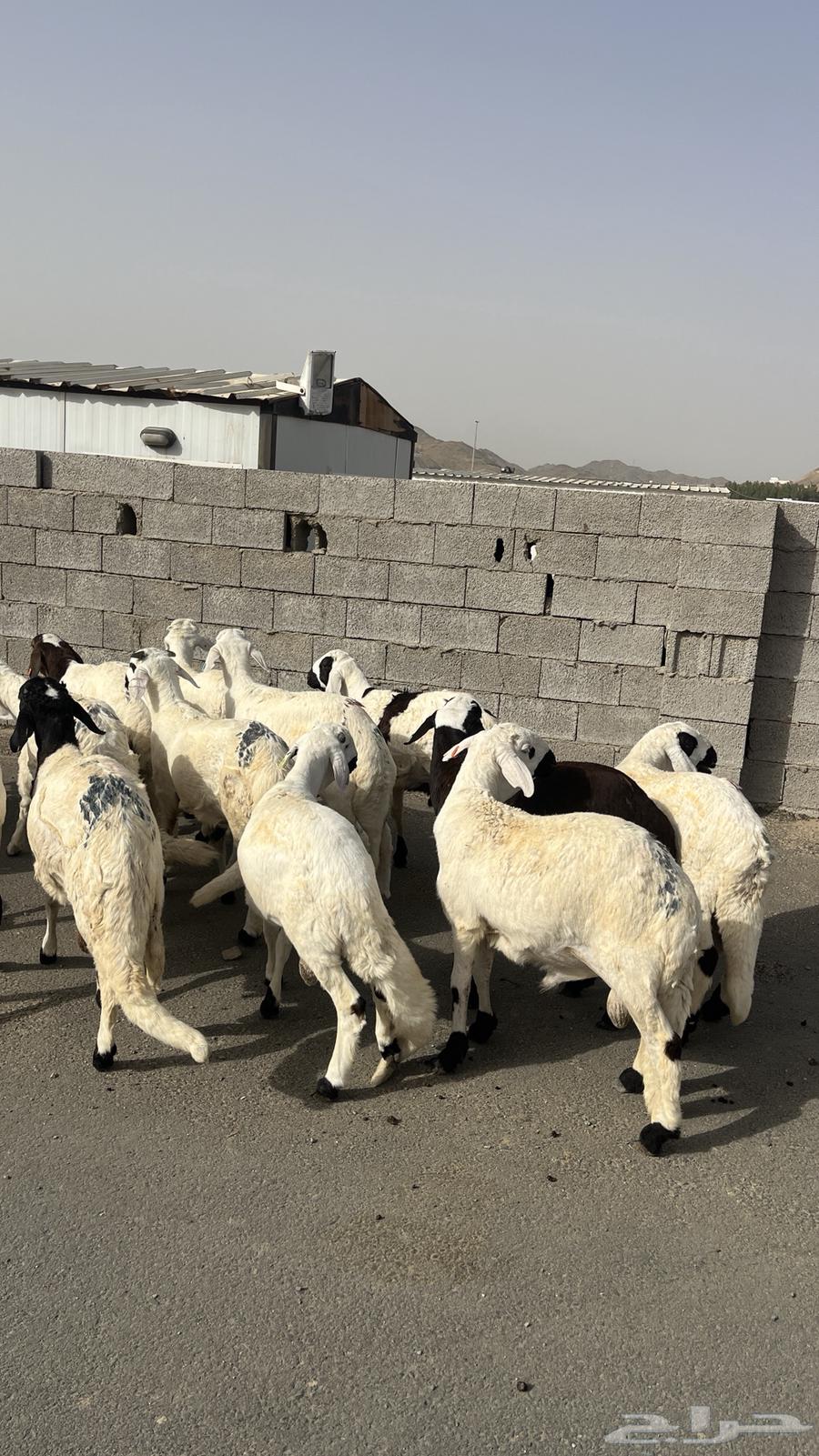 تم البيع63668450113922110