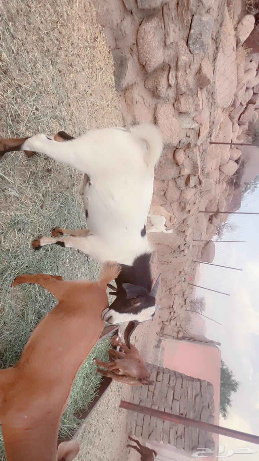 Two red goats for sale63671998998657111
