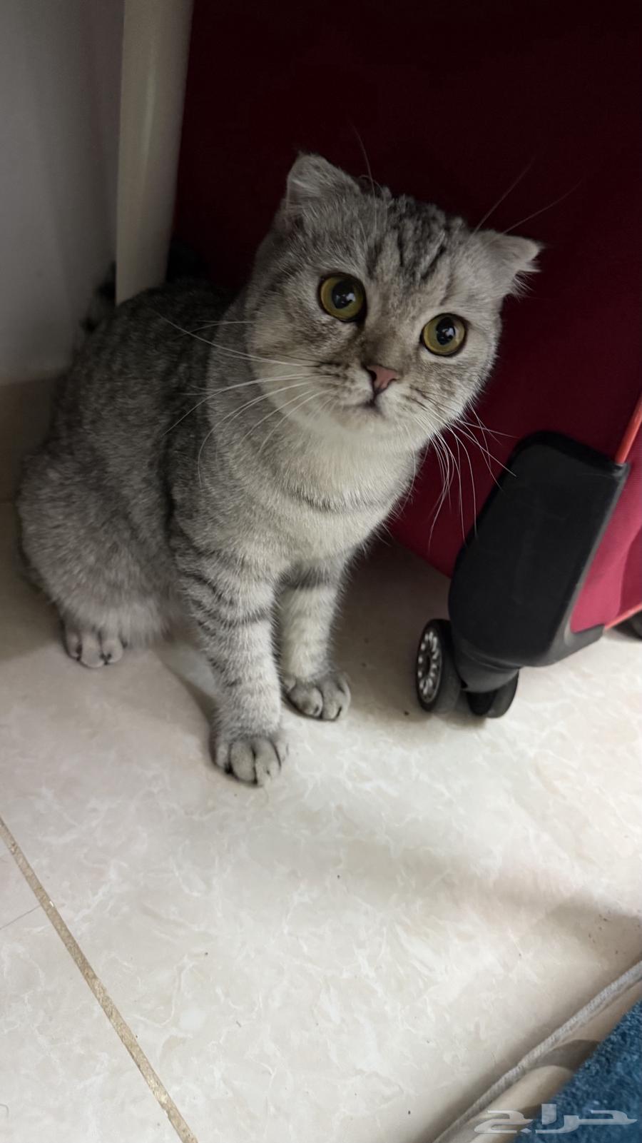 Scottish Fold pure silver-colored cat for sale63671581683075110