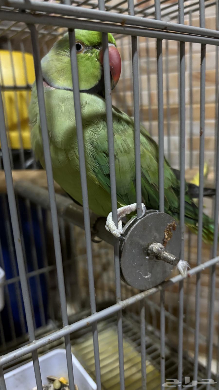 Parrot for sale63672343850115113