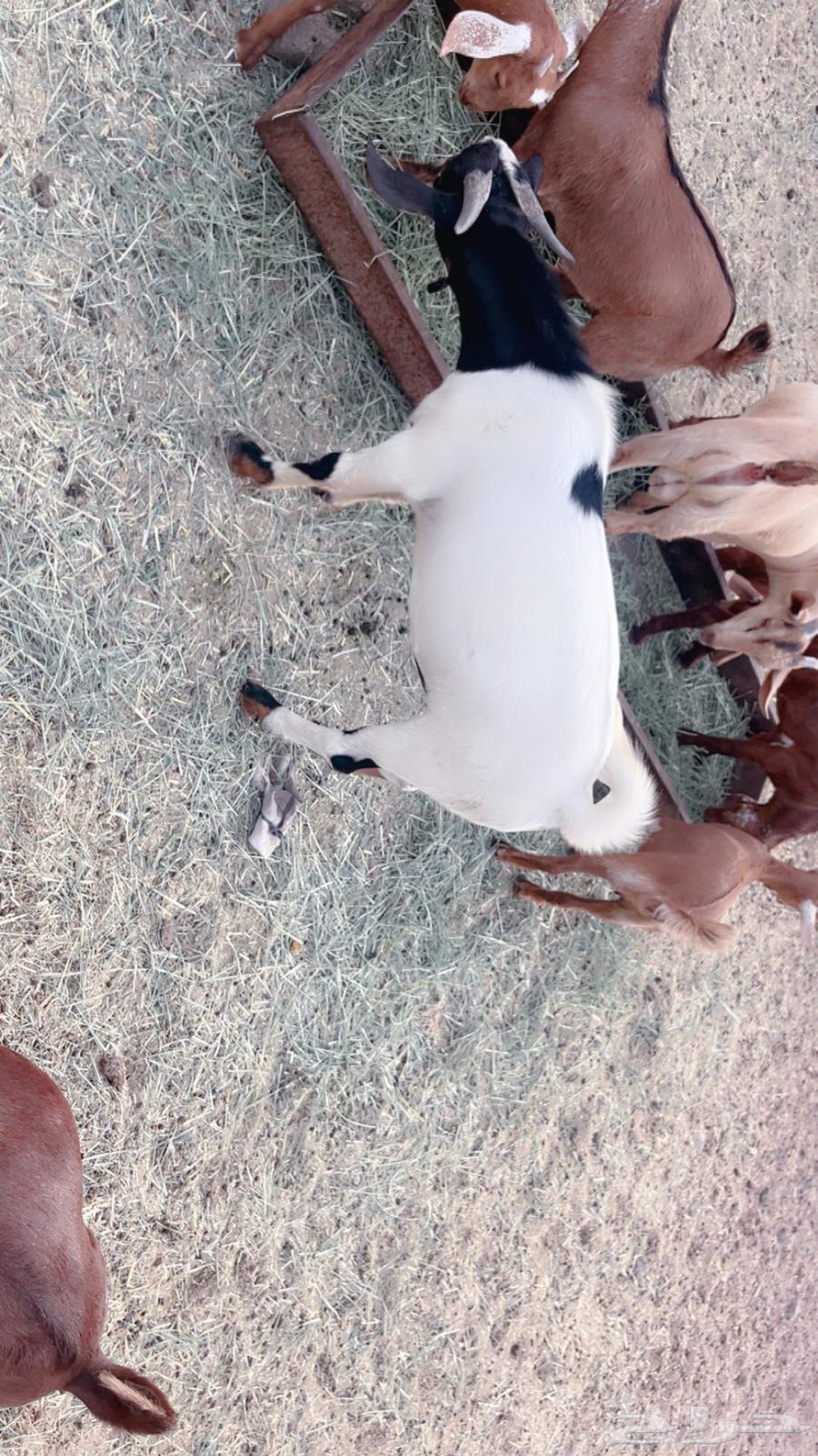 Two red goats for sale63671998998657110