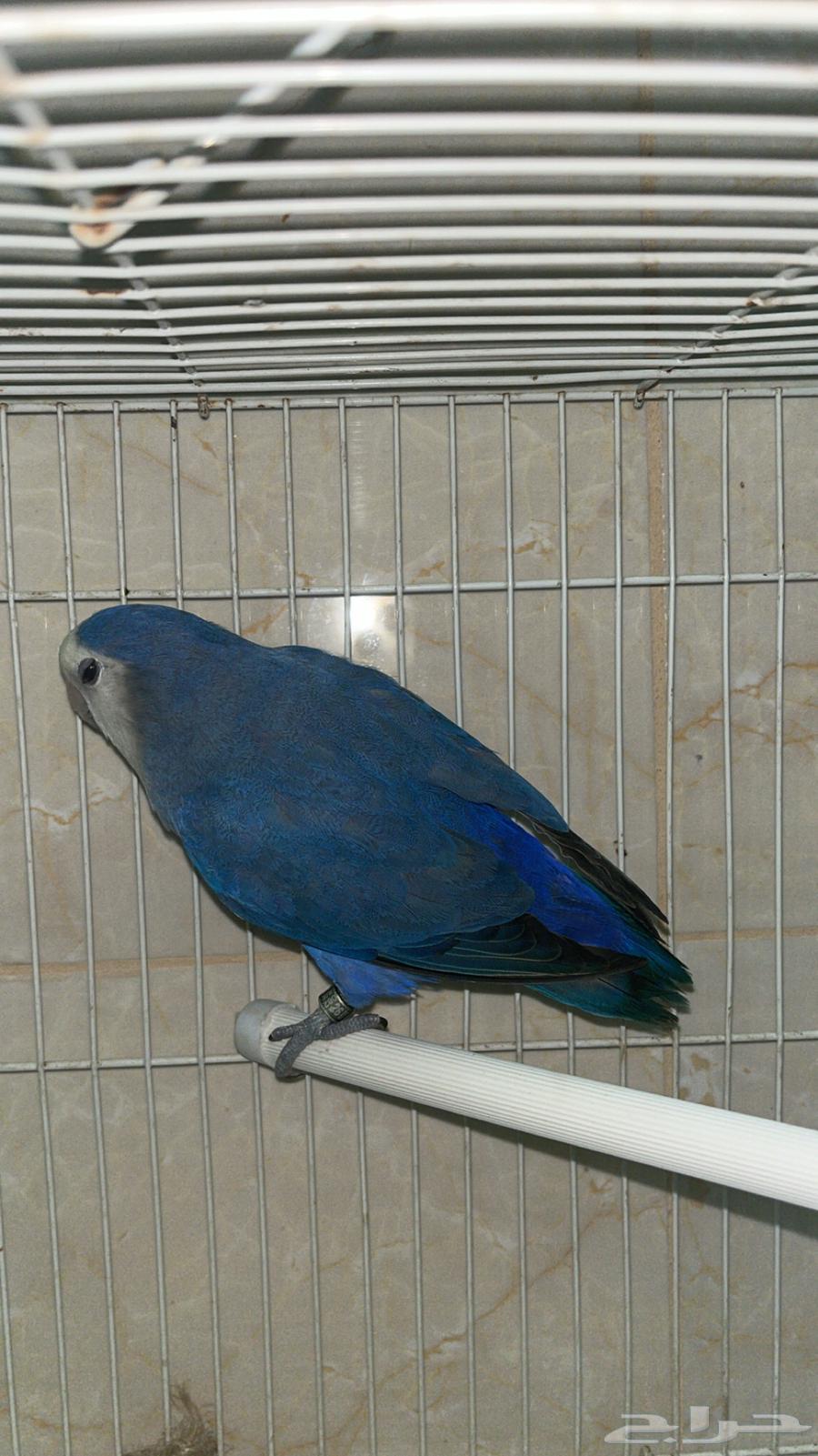 روز63667806947842111