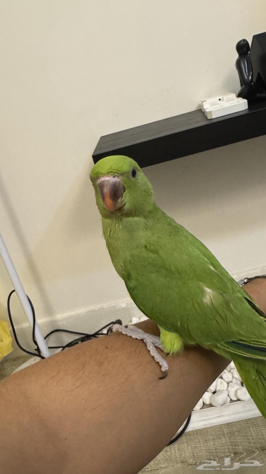 Indian Valley Bird63672447343107113
