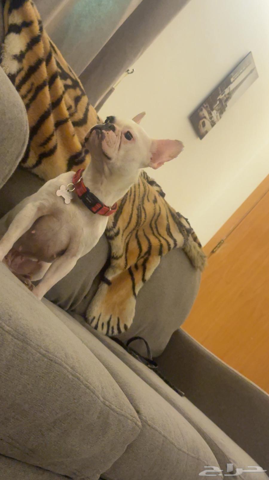 French bulldog female 2 years old 3000 Riyadh63667813693569113