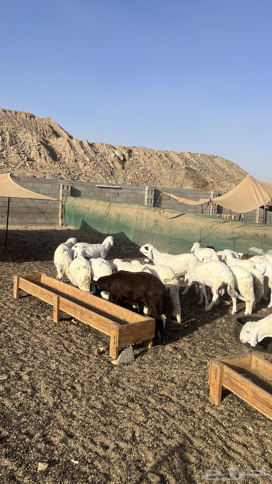 تم البيع63671829406081113