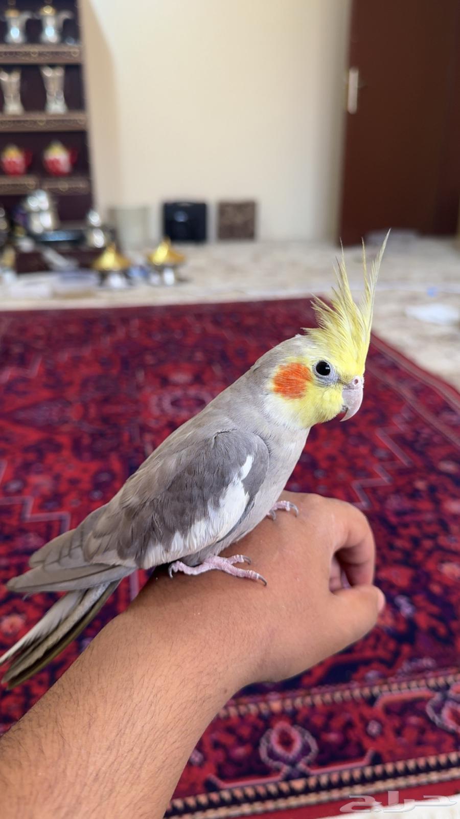 كروان متكلم ومغني63668290261891110