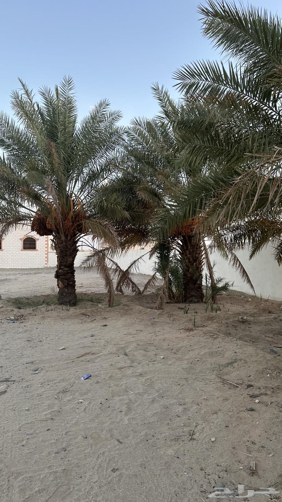 نخل للبيع صفري63672855303809112