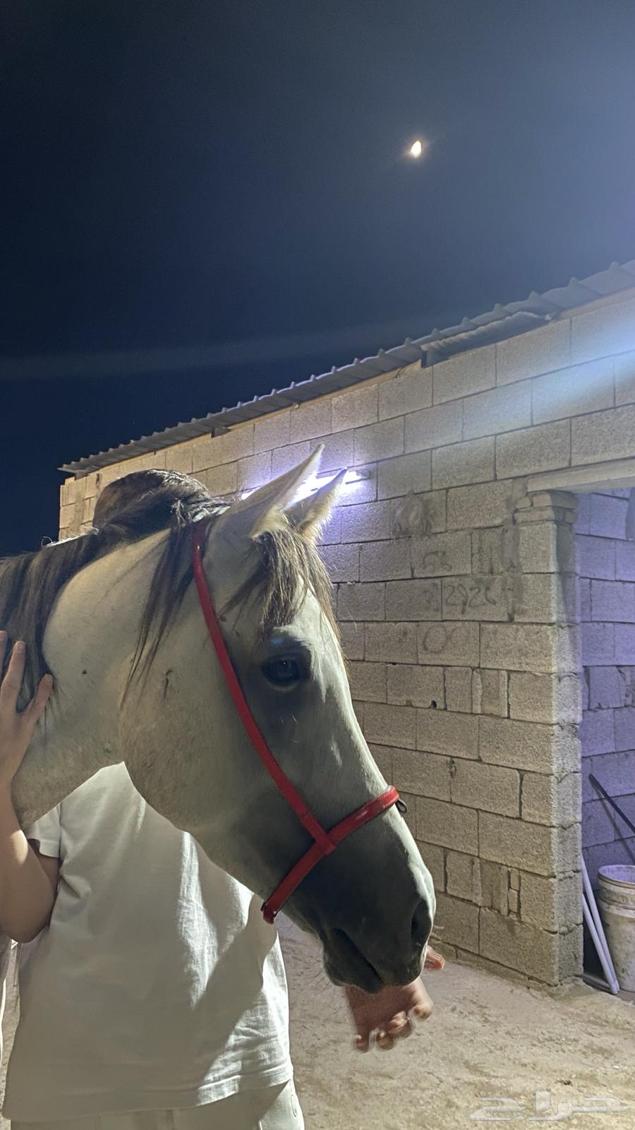 مهر شعبي معسوف تم البيع63673384368001111